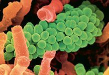 More microbes in organic soil