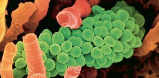 More microbes in organic soil