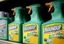 El glifosato es un disruptor endocrino Glifosato es un disruptor endocrino