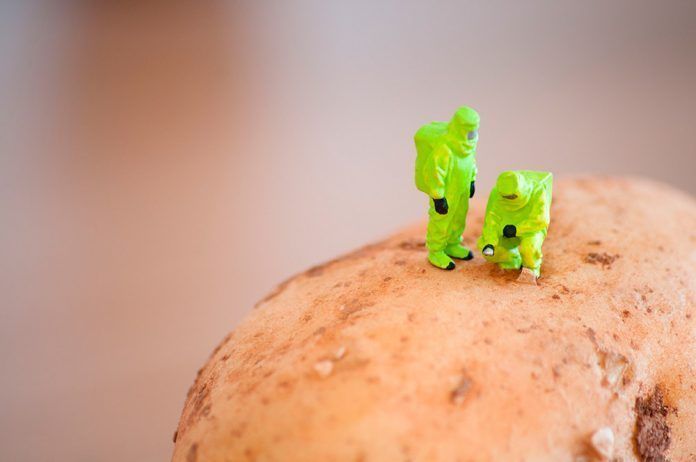 España se queda sola cultivando transgénicos conreant transgènics