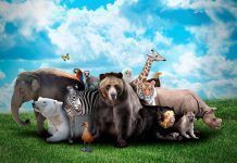 El cambio climático acelera la extinción de especies El cambio climático acelera la extinción de especies El canvi climàtic accelera l'extinció d'espècies