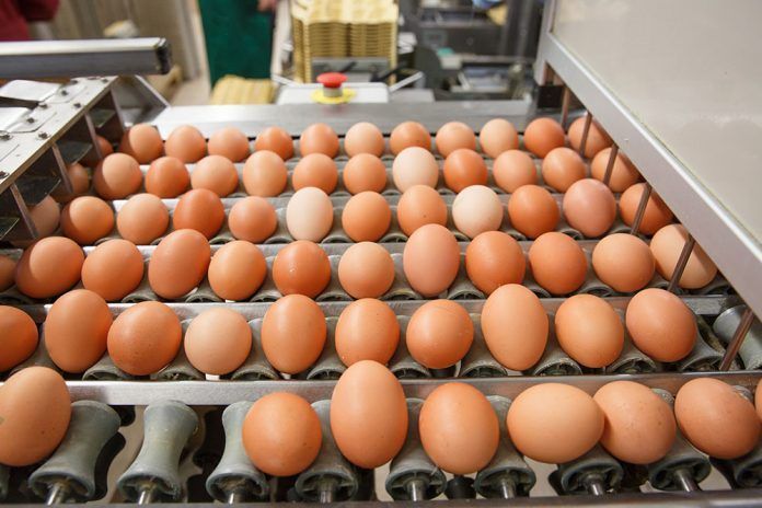 Huevos contaminados ous contaminats