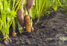 «La agricultura ecológica puede ser una solución a la despoblación rural» agricultura ecológica población zonas rurales despoblación rural
