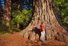 Árboles del mundo: una riqueza incalculable árboles del mundo arbres del món