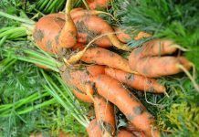 New study shows that organic farming can contribute to the world food supply fibl organic farming world food supply agricultura ecológica puede alimentar al mundo