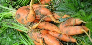 New study shows that organic farming can contribute to the world food supply fibl organic farming world food supply agricultura ecológica puede alimentar al mundo