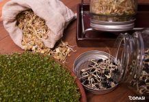 Trucos para una germinación perfecta germinación germinadores germinació germinadors