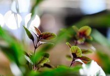 BIOFACH 2018: “Organic right from the start” biofach 2018 organic from the start