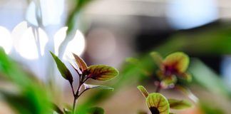 BIOFACH 2018: “Organic right from the start” biofach 2018 organic from the start