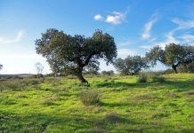 Mayor transparencia en los insumos para la agricultura ecológica Mayor transparencia en los insumos para la agricultura ecológica