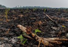 ¡Suspenso! La industria del aceite de palma no ha hecho los deberes industria del aceite de palma
