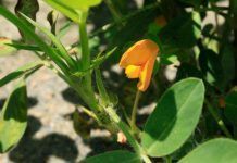 El cacauet, un regal molt nutritiu llegat pels pobles originaris dels Andes cacahuete tesoro nutritivo cacauet