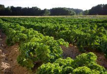 Australia’s status as world leader in organic to be irreversibly undermined La agricultura de la UE necesita una dirección más clara hacia la sostenibilidad a largo plazo Australia’s status as world leader in organic to be irreversibly undermined