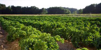 EU Agriculture needs clearer direction for long-term sustainability La agricultura de la UE necesita una dirección más clara hacia la sostenibilidad a largo plazo Australia’s status as world leader in organic to be irreversibly undermined