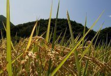 Australia autoriza el consumo de arroz dorado… ¿qué les ha faltado analizar?