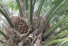 El boicot al aceite de palma no es la solución