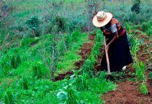 La agricultura campesina produce el 70% de los alimentos con el 25% de la tierra La agricultura campesina produce el 70% de los alimentos con el 25% de la tierra