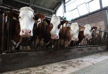 ¿Sabías que lo que comes impacta profundamente en el medio ambiente? ¿Sabías que lo que comes impacta profundamente en el medio ambiente?