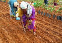 Soil microbes replace fertiliser Soil microbes replace fertiliser Los microbios del suelo reemplazan al fertilizante Els microbis del sòl substitueixen el fertilitzant