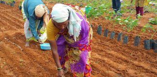 Soil microbes replace fertiliser Soil microbes replace fertiliser Los microbios del suelo reemplazan al fertilizante Els microbis del sòl substitueixen el fertilitzant