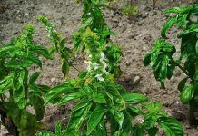 Las Hierbas Aromáticas y Medicinales en el BioHuerto y la Cocina Las Hierbas Aromáticas y Medicinales. En el BioHuerto y la Cocina Albahaca (Ocimun basilicum) Les Herbes Aromàtiques i Medicinals al bio-hort i la Cuina