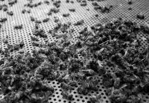 Tralasierra (Argentina): mueren 72 millones de abejas y culpan a las fumigaciones Tralasierra (Argentina): mueren 72 millones de abejas y culpan a las fumigaciones