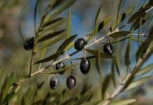 La reforma de la PAC, una oportunidad para la alimentación ecológica IFOAM EU calls for a clear EU framework for an ambitious CAP reform IFOAM EU pide un marco claro de la UE para una ambiciosa reforma de la PAC La reforma de la PAC, una oportunidad para la alimentación ecológica