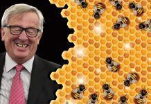 Las ONG piden a Juncker, “el amigo de las abejas”, que las proteja Las ONG piden a Juncker, “el amigo de las abejas”, que las proteja
