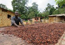Agroforestry can safeguard the future of chocolate Agroforestry can safeguard the future of chocolate