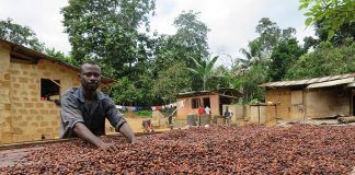 Agroforestry can safeguard the future of chocolate Agroforestry can safeguard the future of chocolate