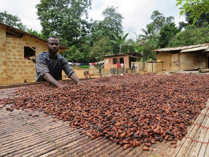 Agroforestry can safeguard the future of chocolate