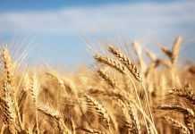 Italy bucks global trend to show strong growth in organic wheat production Italy bucks global trend to show strong growth in organic wheat production