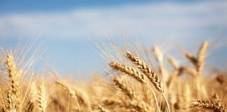Italy bucks global trend to show strong growth in organic wheat production Italy bucks global trend to show strong growth in organic wheat production