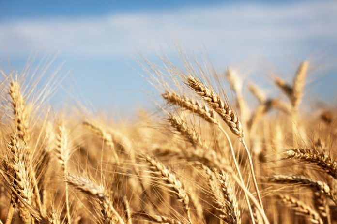 Italy bucks global trend to show strong growth in organic wheat production