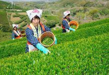 El Te Matcha: qualitat premium, aminoàcids i sabor El Té Matcha - calidad premium, aminoácidos y sabor