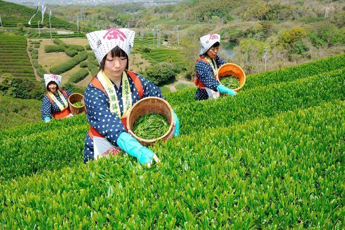 El Té Matcha - calidad premium, aminoácidos y sabor
