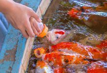 El peix de piscifactoria El pescado de piscifactoría peix de piscifactoria