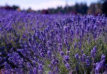 Hierbas Medicinales en el BioHuerto y la Cocina Hierbas Aromáticas y Medicinales en el BioHuerto y la Cocina herbes aromàtiques al biohort i la cuina herbes medicinals plantes medicinals herbes medicinals
