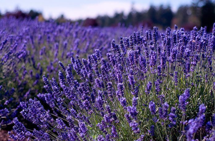 Hierbas Aromáticas y Medicinales en el BioHuerto y la Cocina herbes aromàtiques al biohort i la cuina herbes medicinals plantes medicinals herbes medicinals