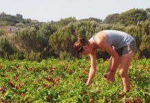 La agricultura ecológica apoya la economía local, la biodiversidad y la identidad rural La agricultura ecológica apoya la economía local, la biodiversidad y la identidad rural