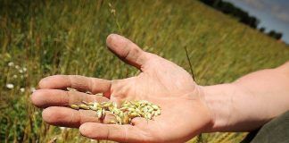 Organic Movement asks for higher environmental ambition in new CAP La agricultura ecológica debe ser premiada en la próxima PAC Organic Movement asks for higher environmental ambition in new CAP
