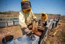 Las abejas, acorraladas por el cambio climático y mermadas por los robos Las abejas, acorraladas por el cambio climático y mermadas por los robos