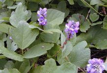 El Kuzu: Una raíz maravillosa El Kuzu: Una raíz maravillosa pureria lobata