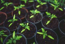 Las nuevas técnicas de ingeniería genética deben regularse como transgénicos New genetic engineering techniques to be regulated as GMOs: IFOAM EU welcomes ECJ'S decision Las nuevas técnicas de ingeniería genética deben regirse como transgénicos