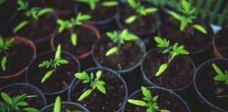 New genetic engineering techniques to be regulated as GMOs: IFOAM EU welcomes ECJ’S decision New genetic engineering techniques to be regulated as GMOs: IFOAM EU welcomes ECJ'S decision Las nuevas técnicas de ingeniería genética deben regirse como transgénicos