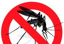 Los aceites esenciales: alternativa natural a los insecticidas Los aceites esenciales alternativa natural a los insecticidas