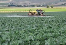 Los 12 alimentos que más sustancias tóxicas bioacumulan