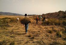 «En la actualidad es más difícil encontrar plantas aromáticas y medicinales de calidad» Recuperando saberes tradicionales para mejorar la cualificación de trabajadores/as agrícolas ecológicos