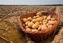 Certificació ecològica a Espanya: Qui acredita que un producte és ecològic-biològic-orgànic? Certificació ecològica a Espanya: Qui acredita que un producte és ecològic-biològic-orgànic? La certificación ecológica en España: ¿Quién acredita que un producto es ecológico-biológico-orgánico?