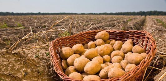 Certificació ecològica a Espanya: Qui acredita que un producte és ecològic-biològic-orgànic? La certificación ecológica en España: ¿Quién acredita que un producto es ecológico-biológico-orgánico?